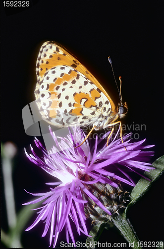 Image of Butterfly melitaea didyma resting  Great Spangled Fritillary