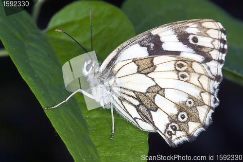 Image of butterfly resting on a leaf