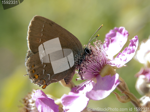 Image of Butterfly Lycaedes