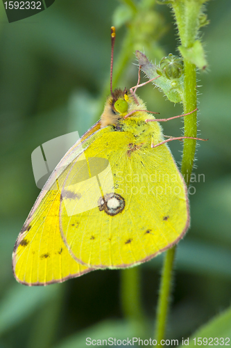 Image of butterfly Cloudless Sulphur resting 