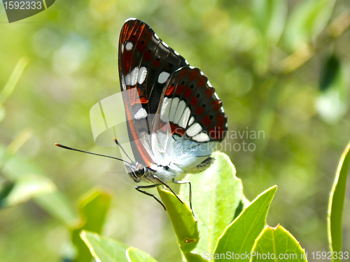 Image of butterfly resting on a leaf