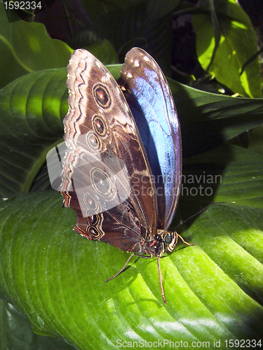 Image of butterfly Blue Morpho resting on a leaf