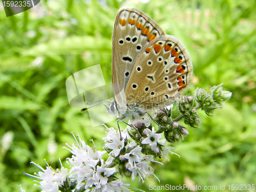 Image of Butterfly Lycaedes