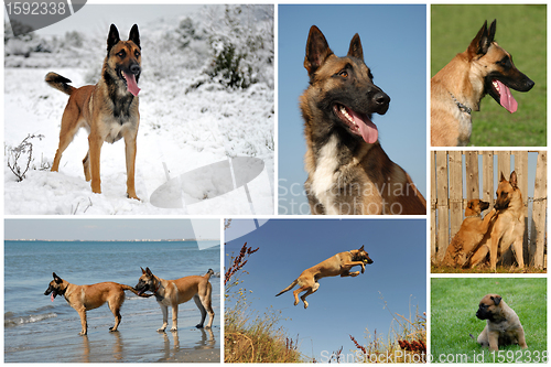 Image of belgian shepherd malinois