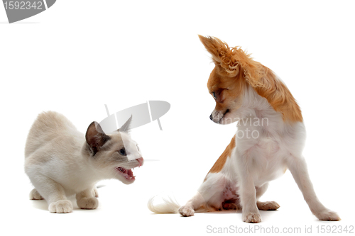 Image of aggressive cat and chihuahua