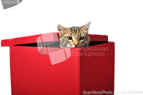 Image of cat in box