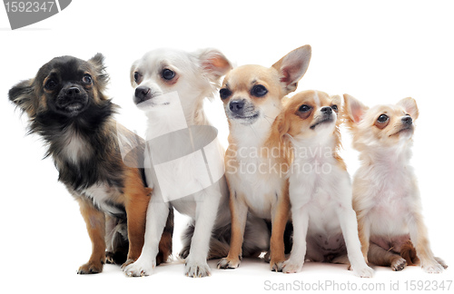 Image of five chihuahuas