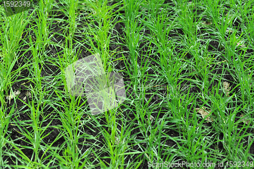 Image of green sprouts