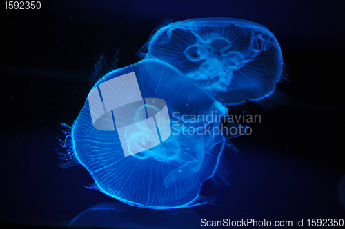 Image of jellyfish