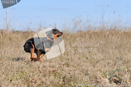 Image of running little dog