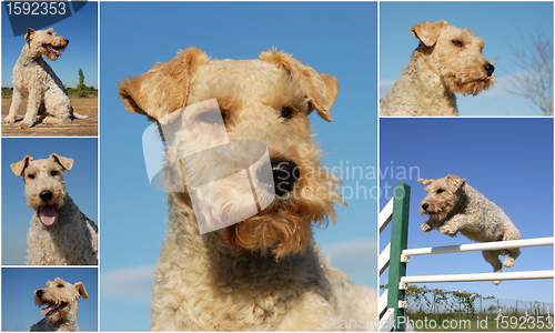 Image of fox terrier