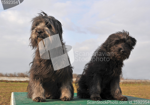 Image of dog and puppy french shepherd