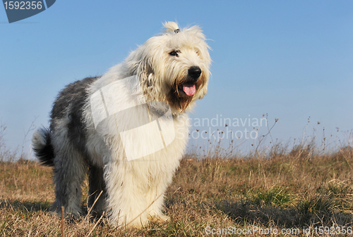 Image of Old English Sheepdog