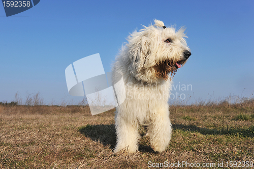 Image of Old English Sheepdog
