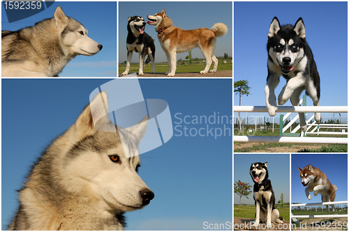 Image of siberian huskies