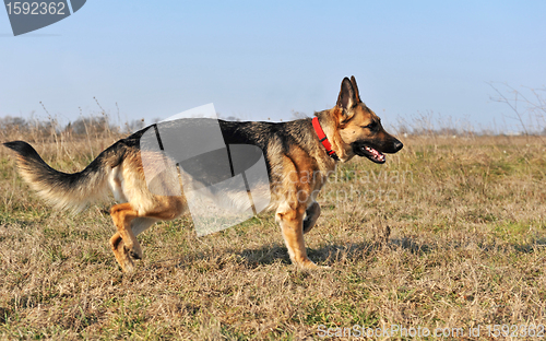 Image of running german shepherd