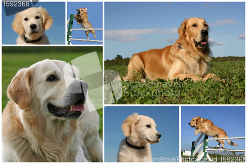 Image of golden retriever