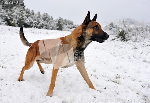 Image of malinois in the snow