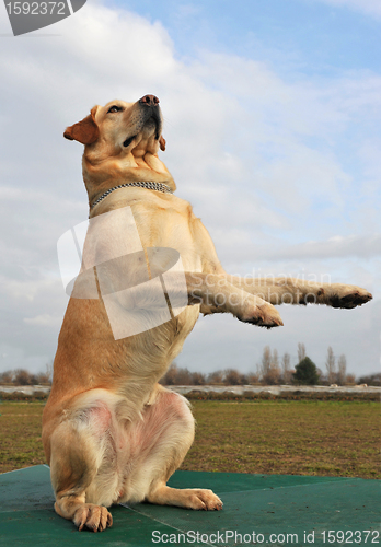 Image of playing labrador retriever