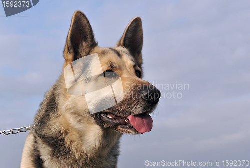 Image of german shepherd