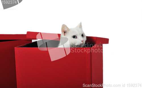 Image of white cat in box