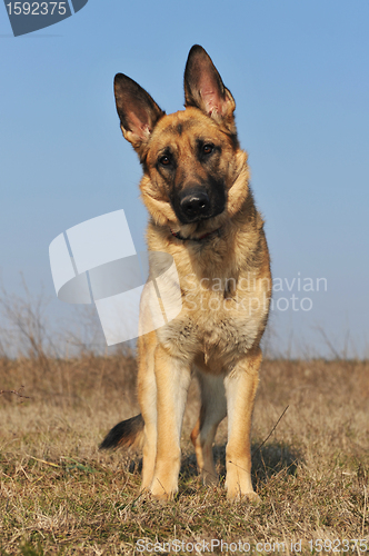 Image of german shepherd