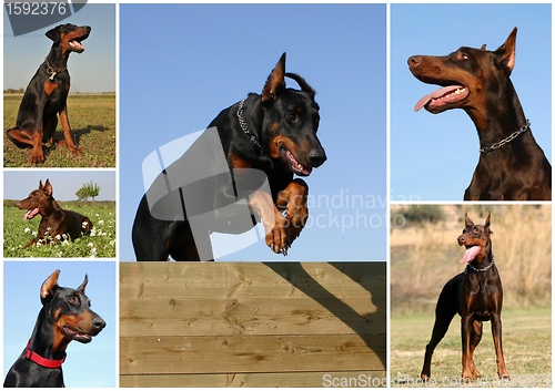 Image of doberman