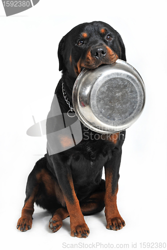 Image of hungry rottweiler