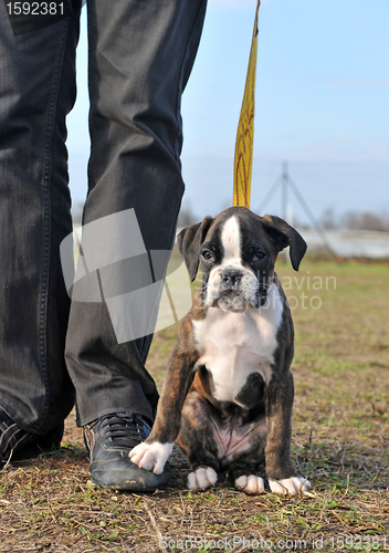 Image of puppy boxer