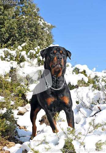 Image of rottweiler in the snow