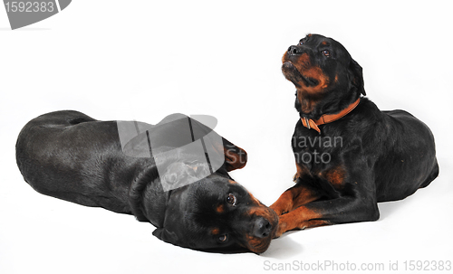 Image of two rottweiler