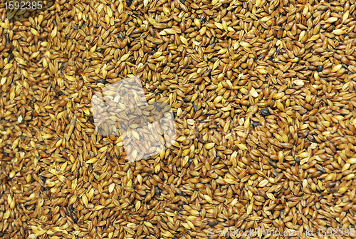 Image of Beer Ingredients