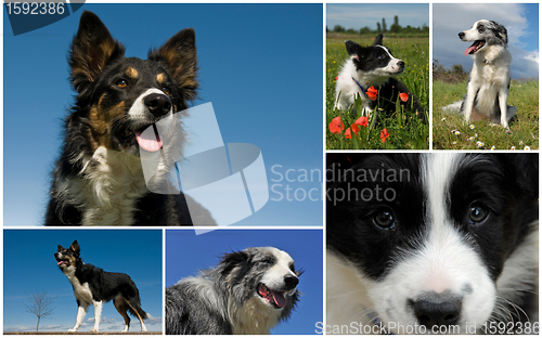 Image of border collie