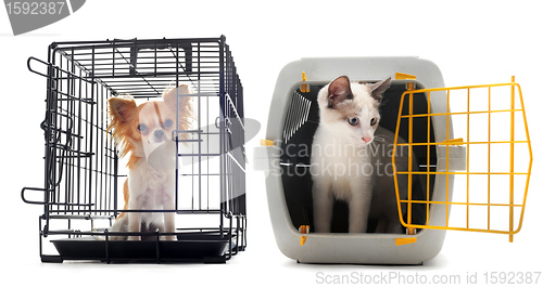 Image of chihuahua and cat in kennel