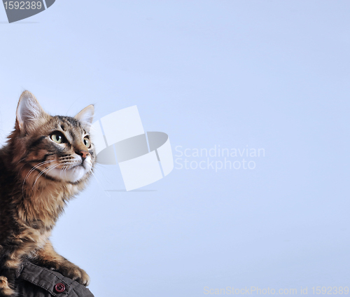 Image of Norwegian Forest Cat 