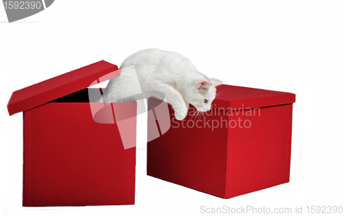 Image of jumping cat