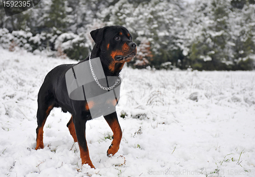 Image of rottweiler in the snow