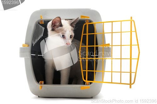 Image of kitten in pet carrier