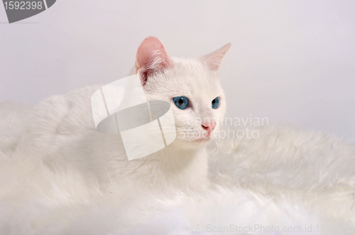 Image of white cat with blue eyes