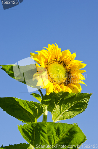 Image of beautiful colorful sunflower head leaves blue sky 