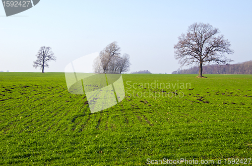 Image of agricultural field sown grass tree molehill spring 