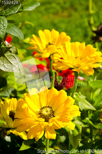Image of flower yellow bloom summer garden background 