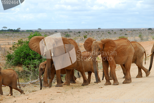 Image of elephants 