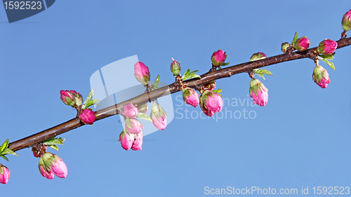 Image of Sakura flowers that opened