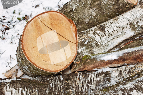 Image of Birch logs in winter