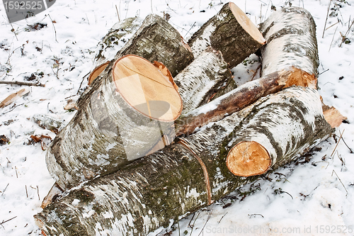 Image of Birch logs on the snow