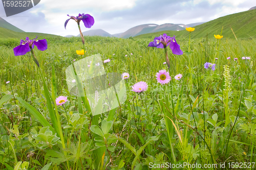 Image of Blossoming meadows of Commander Islands