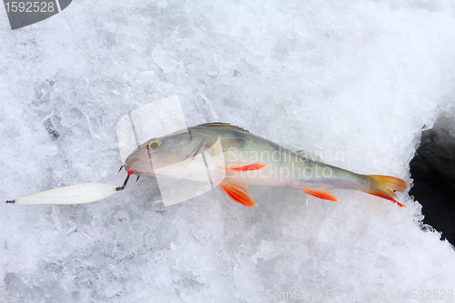 Image of On a perch  fishing