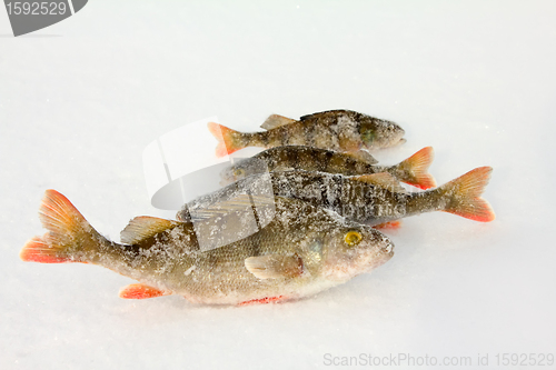 Image of On a perch  fishing