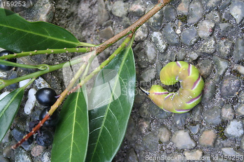 Image of Caterpillar